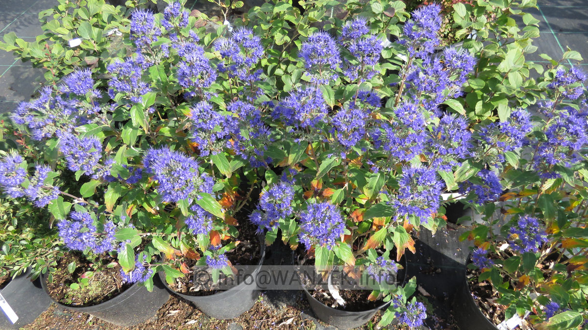 Caryopteris clandonensis Grand Bleu 01.JPG
